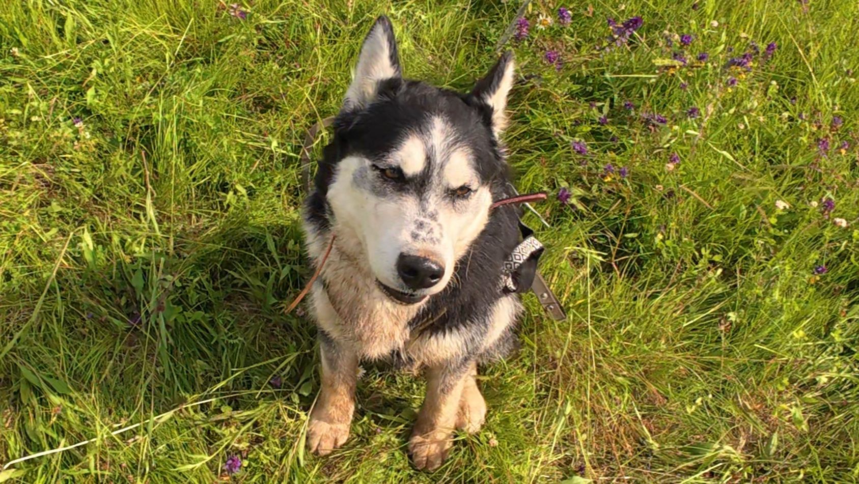 С хаски Диком на даче на поводке 150 метров 28.06.2025 часть 3