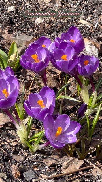 Теперь точно наступила весна