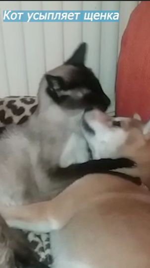 Кот Анди воспитывает и усыпляет щенка.#shortvideo