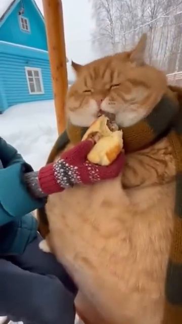 ЖОРИК НЕ ЕШЬ ТАК ОЧЕНЬ МНОГО