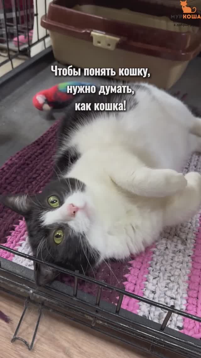 Крошка Картошка ждёт вас в приюте #Муркоша