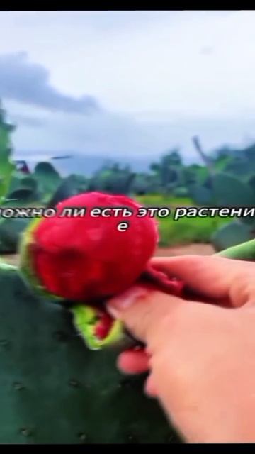 ❄️🍋Оцени этот Эдит от 1/10🍋❄️
#аниме #блюлок #Эдит #коты #Редактировать #футбол #Рональда #драка #га