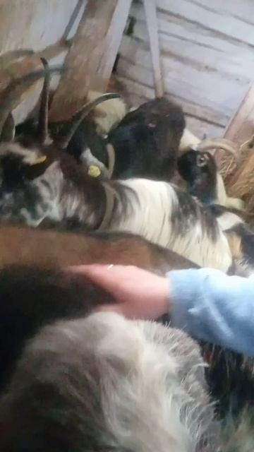 12.04.26 Жмых козам