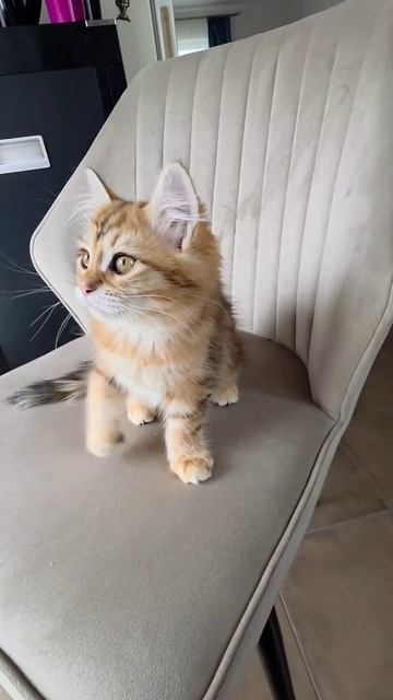 Весёлая игривая малышка сибирская девочка Sendy ждёт хозяев!!! Яркое золотое солнышко😍