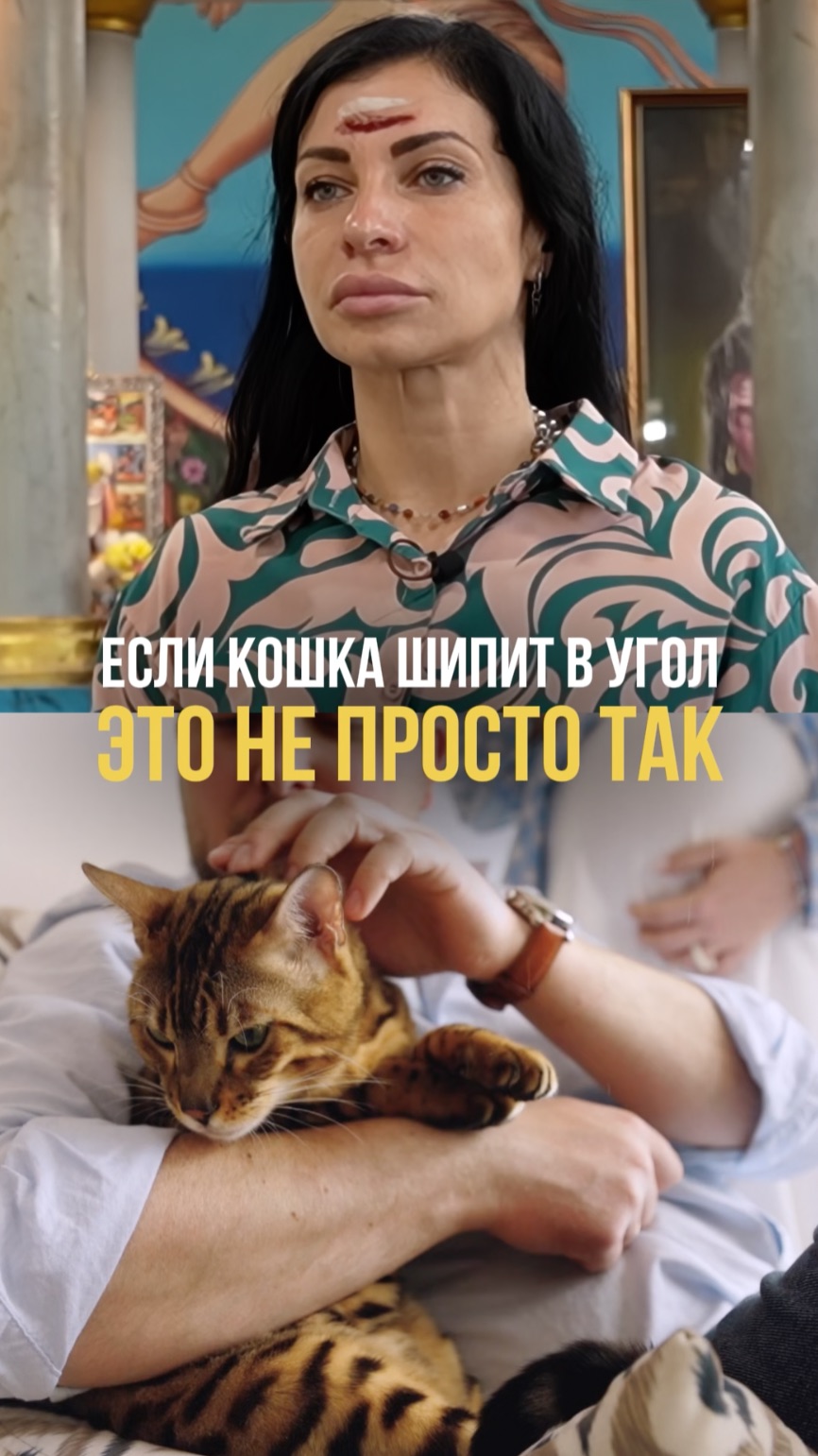 Если кошка шипит в угол - это не просто так