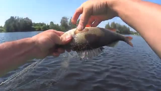 РЫБАЛКА ЛЕТОМ!ПЕРВУЮ ПРОВЕРЯЮ СЕТКУ ПЕШКОМ!ВТОРУЮ САЖУСЬ В ЛОДКУ И ПРОВЕРЯЮ С ЛОДКИ!