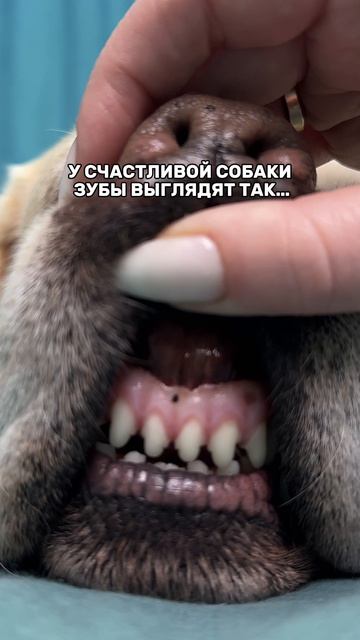 Я чищу зубки Амура 3/4 раза в неделю специальной 👉 Зубным гелем #WW289331