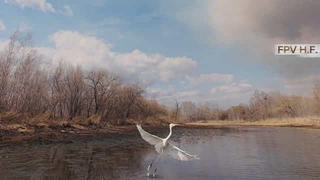 Птицы на острове Уссурийском. 04.2026.