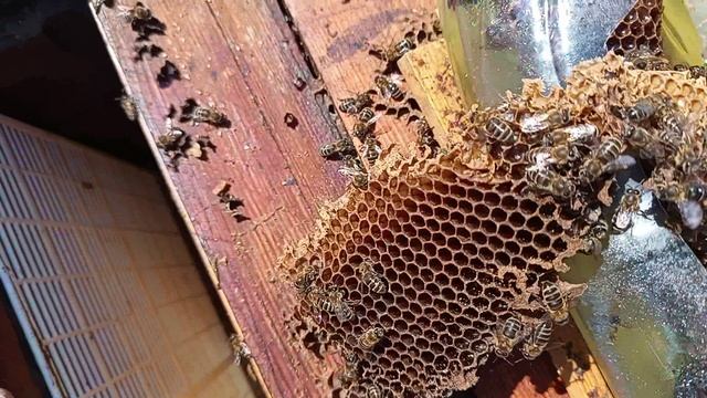 Как проходит лечение и профилактика моих пчел от вирусов.