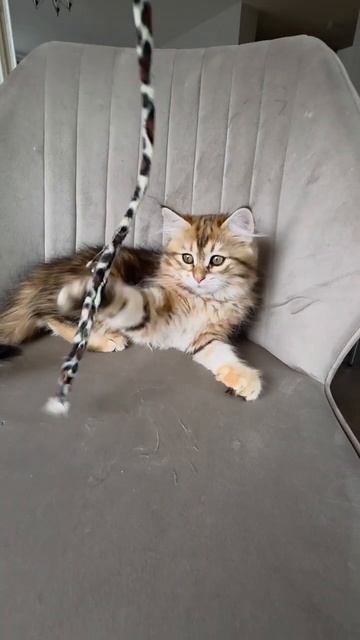 Красавчик золотой мраморный Stiven передаёт всем привет и ждёт самых лучших хозяев❤️😍💕