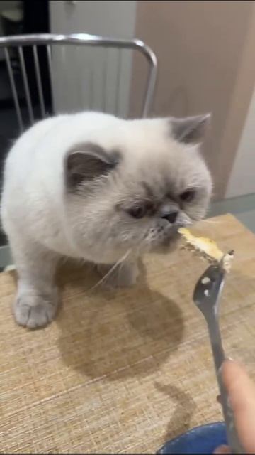 «Один кусочек 🥺»