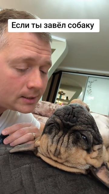 Базовый минимум #французскийбульдог #собакиприколы #бульдоги #игрыссобакой #собака