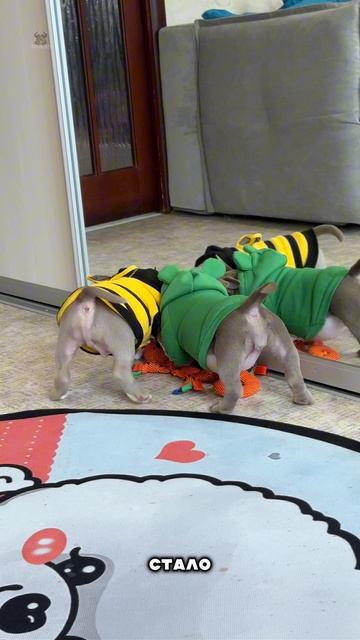 Хотите булли, но не знаете как правильно выбрать себе друга? AlfaBulls решит эту проблему за вас!