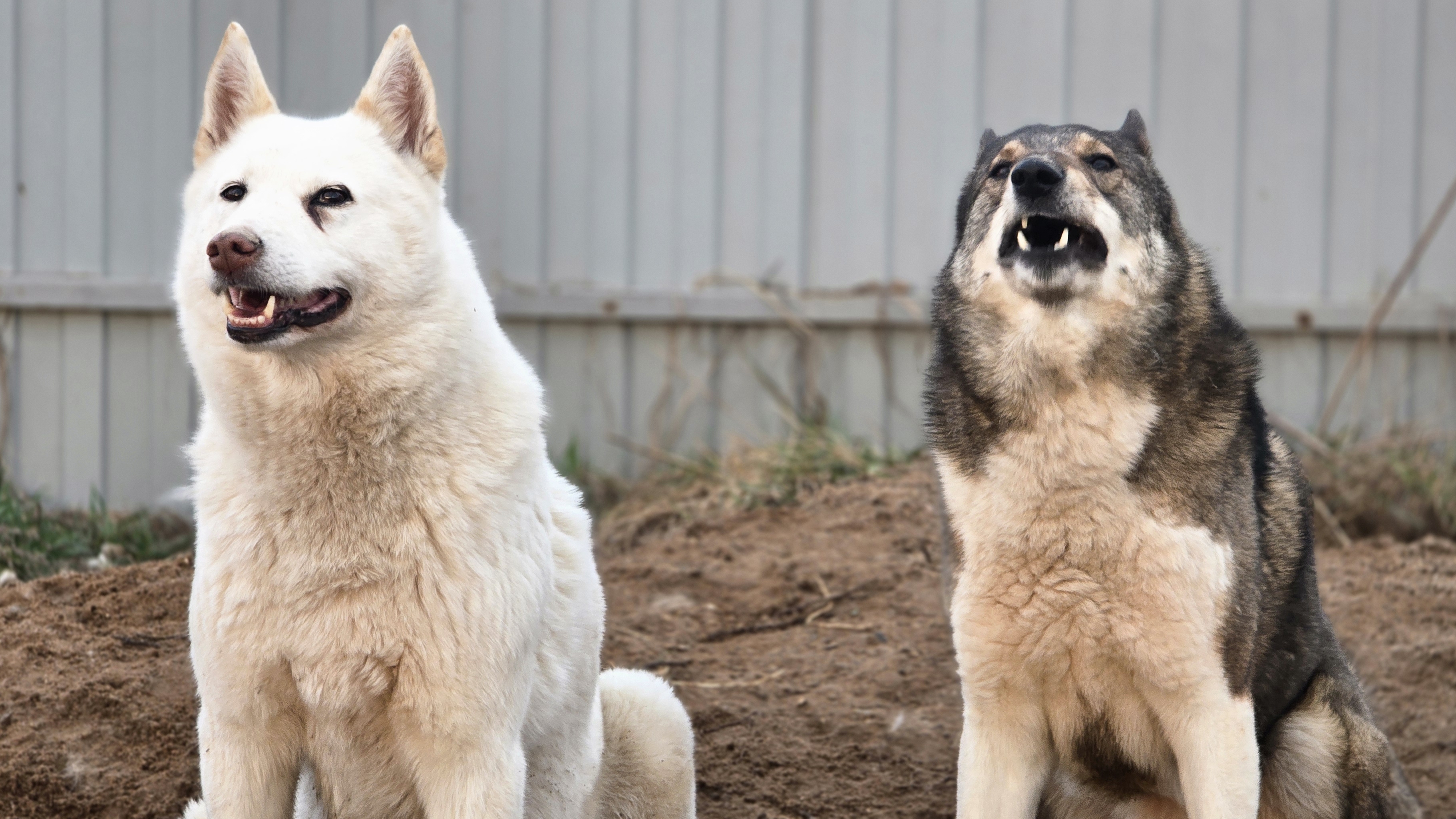 О лайках и людях