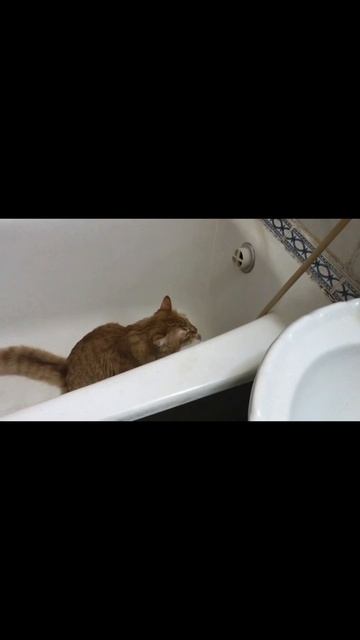 Кошечка пьёт воду. Язычком работает.
