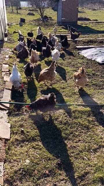 Отличный способ борьбы с жучками, паучками, улитками и другими паразитами на участке ☝️