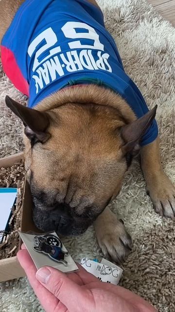 Как вам такой брелок с собственным питомцем от PinDOG? #французскийбульдог #собакиприколы #бульдоги