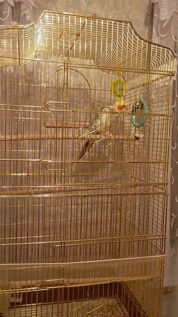 Аська играет с колокольчиком