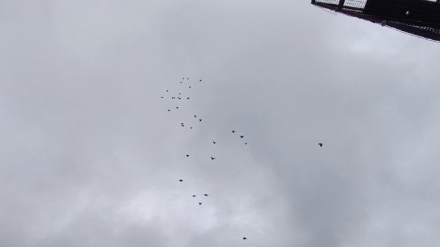 Голуби Николаевские 1 Апреля