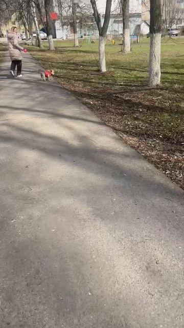 Моя мама гуляет с собакой