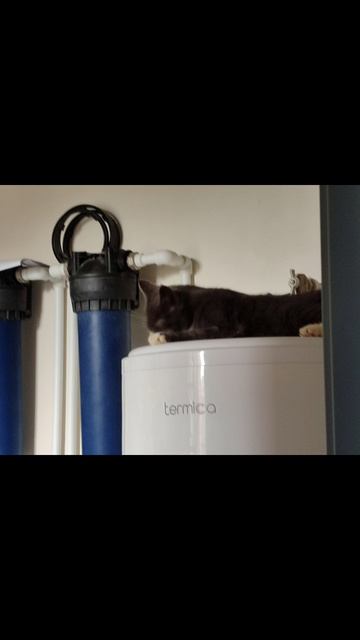 Рассказ о моей кошке