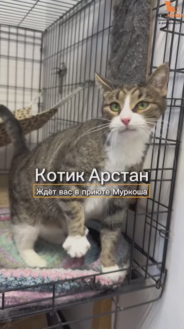 Арстан ждёт вас в приюте #Муркоша