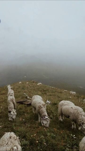 «Овцы в тумане: мир природы» #природа #овцы #туман