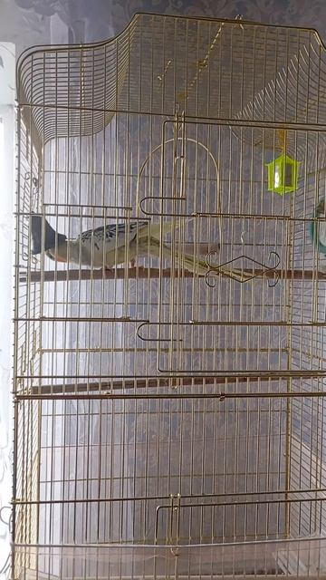 Попугай Ася