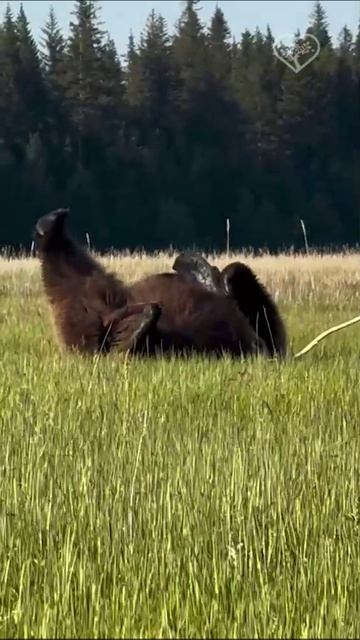 Мишутка отдыхает