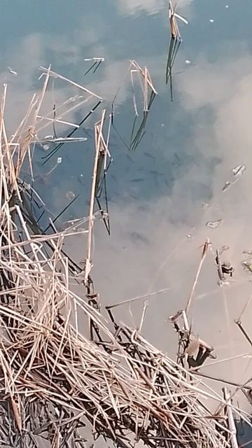 Карась Стоит