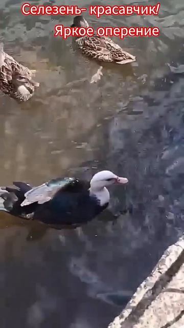 Вожак стаи /