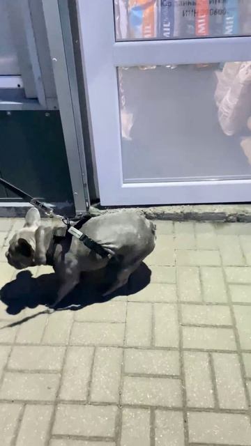 Почему пес не хочет уходить? Смотрите