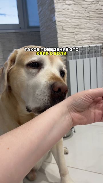 Так собака облегчает боль
Помоги ей и начни чистить зубки 👉 Зубная  паста #WW289331