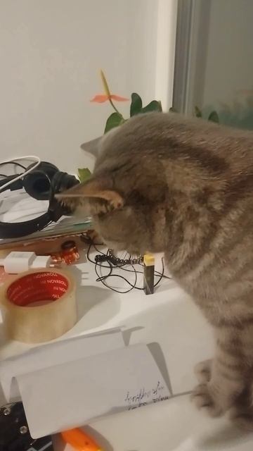 играем с кошкой в лобики