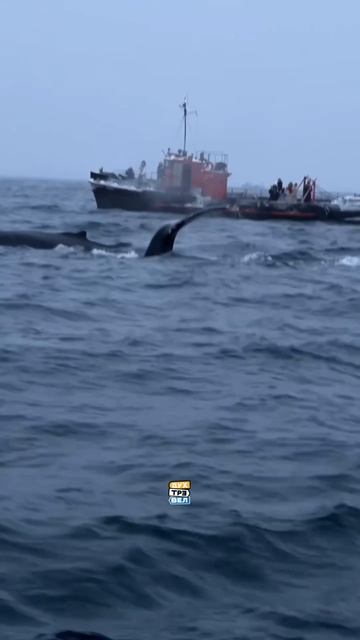 Мурманск 🌌