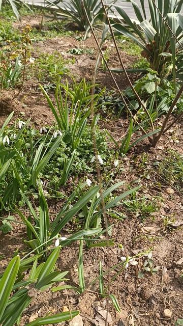 Подснежник в Крыму, по просьбе Крис