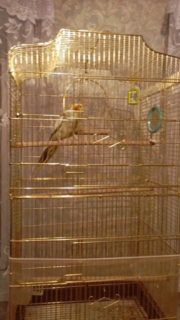 Аська свистит