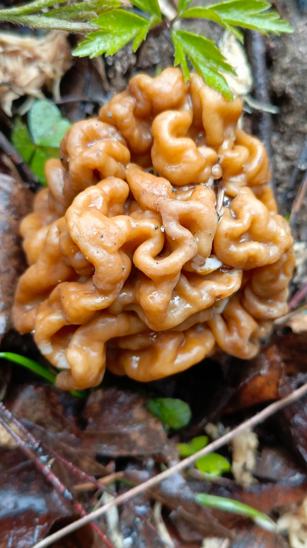 Строчки 2026.