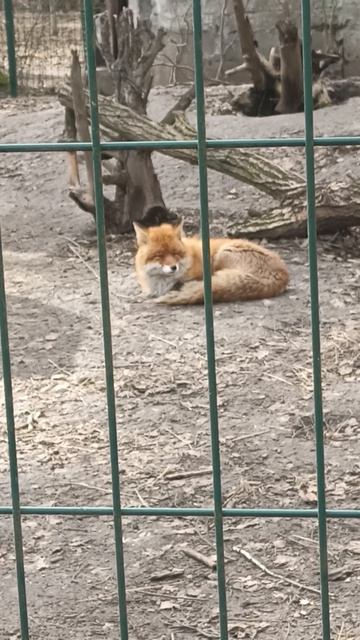 Смешные лисы