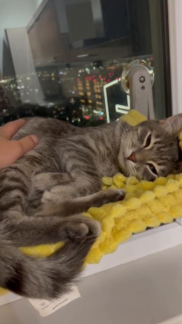 Милый котик на окошке 😺🐱