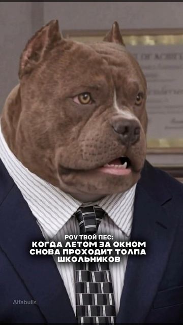Твой пёс, когда летом за окном снова проходит толпа школьников 😁