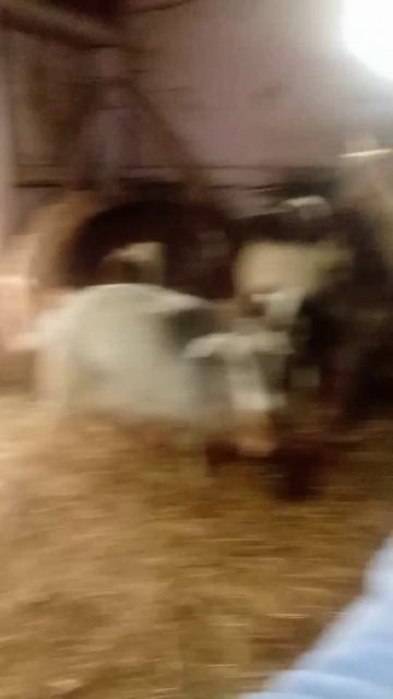 12.04.26. Жмых козам