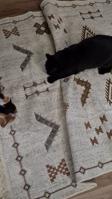 C5fb8217a4a313da2b0c9e8d48b56a57