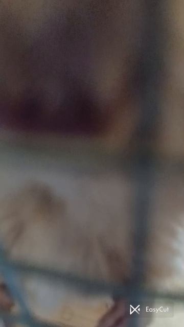 свинка и дегус (весёлый дегус)