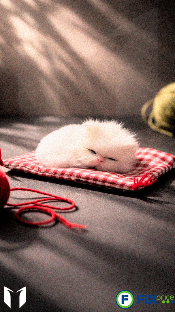 В Fix Price завезли— спящих котят 🐾