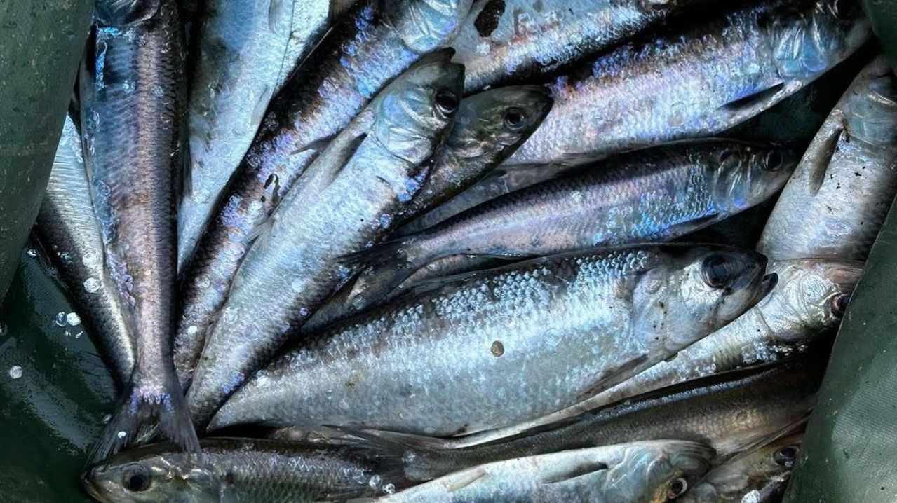 АСТРАХАНСКАЯ СЕЛЕДКА ПРЁТ КОСЯКАМИ. Он ловит так впервые. В поисках ерша & Астраханский клев-