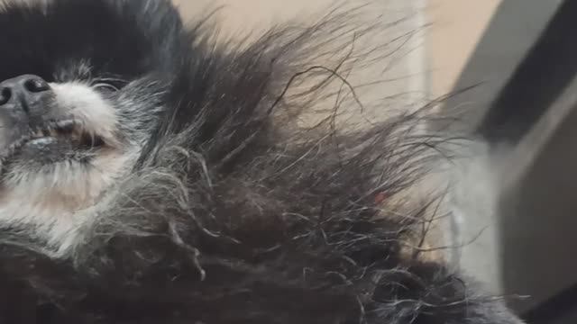 Мы идём гулять с собакой! | 18-ноя-2024