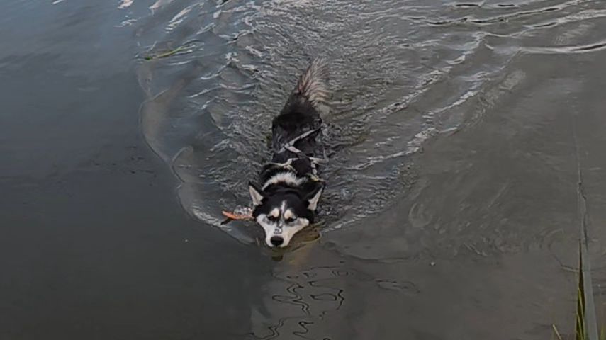 С хаски Диком на даче на поводке 150 метров 28.06.2025 часть 1