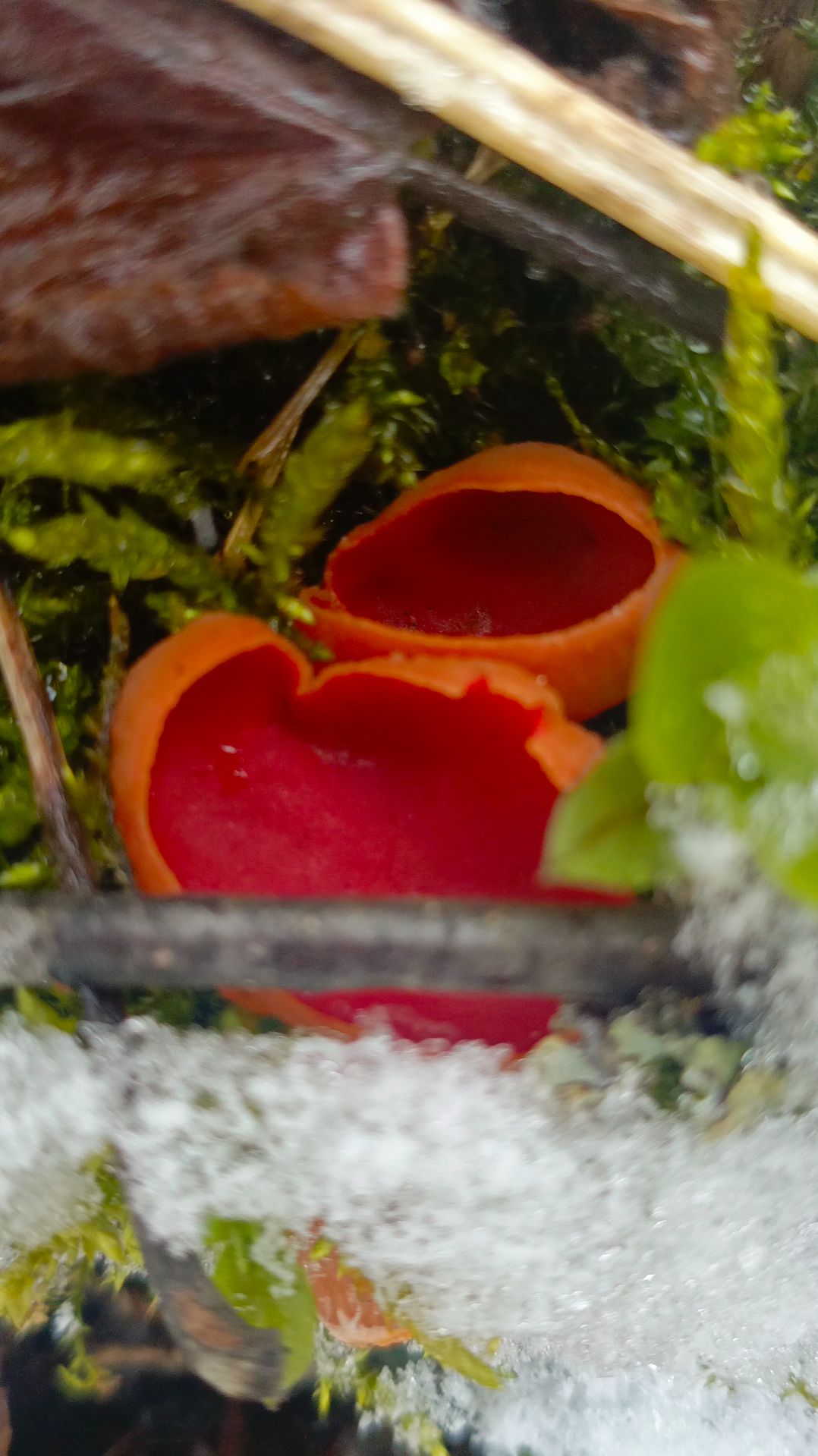 Первые весенние грибы Подмосковья.