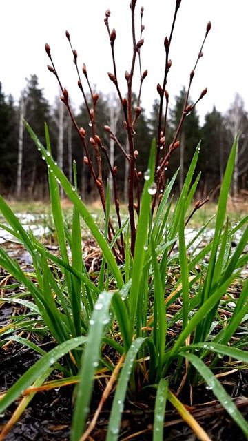 Когда весна говорит почти шёпотом